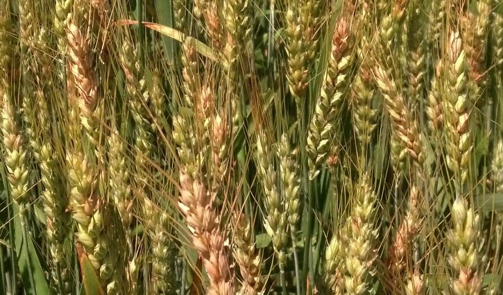 Wheat Head Blight – Thoughts on Managing DON