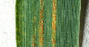 Stripe Rust of Wheat on the Move