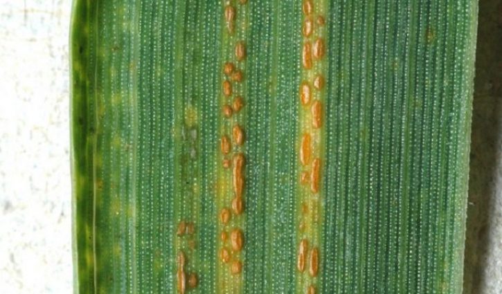 Stripe Rust of Wheat on the Move