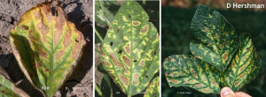 When scouting soybeans, don’t just scout the foliage