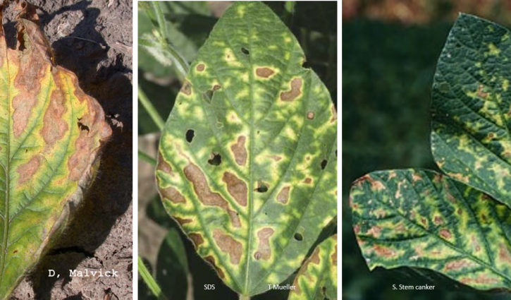 When scouting soybeans, don’t just scout the foliage