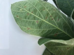 Spray Decisions for Frogeye Leaf Spot in Soybeans