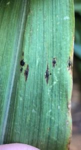 Be on the lookout for Tar Spot on Corn