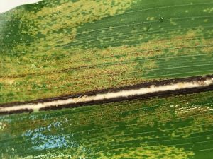 Physoderma Brown Spot and Node Rot in Corn