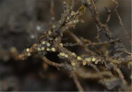Too wet or cold to sample for SCN?