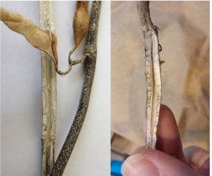Stem zone lines do not indicate charcoal rot in soybeans
