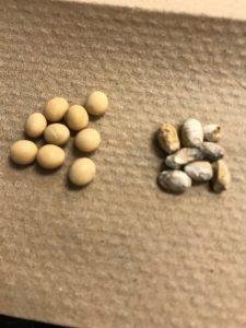 Seed Quality Issues a Concern in 2019 Soybeans