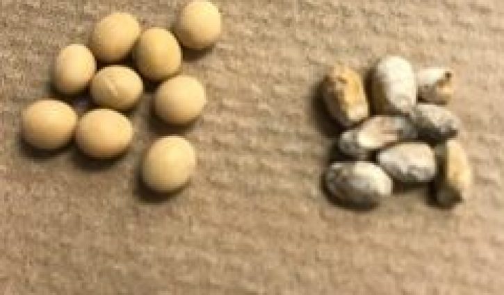 Seed Quality Issues a Concern in 2019 Soybeans