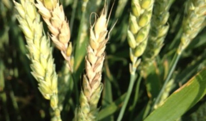 Assessing fields for Fusarium head blight and harvest considerations