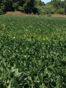 Managing seed quality issues in soybeans