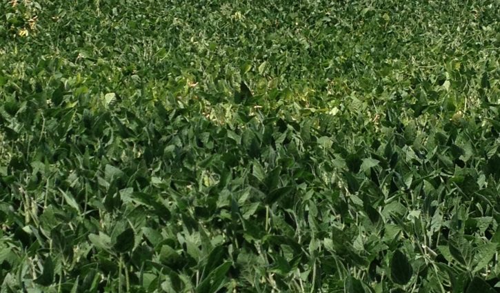 Managing seed quality issues in soybeans