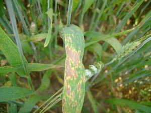 Wheat disease management slides available for public viewing