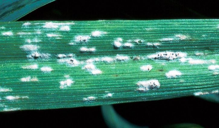 Wheat progress and early season diseases