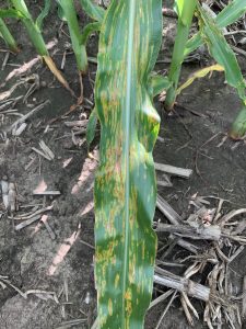 Bacterial leaf streak in Corn